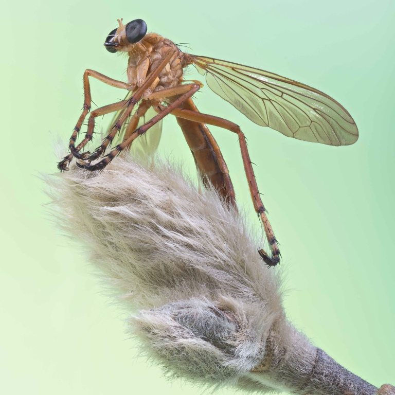 Robber Fly